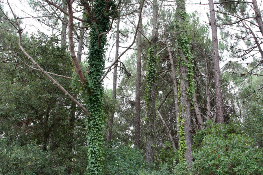 Хвойные лианы