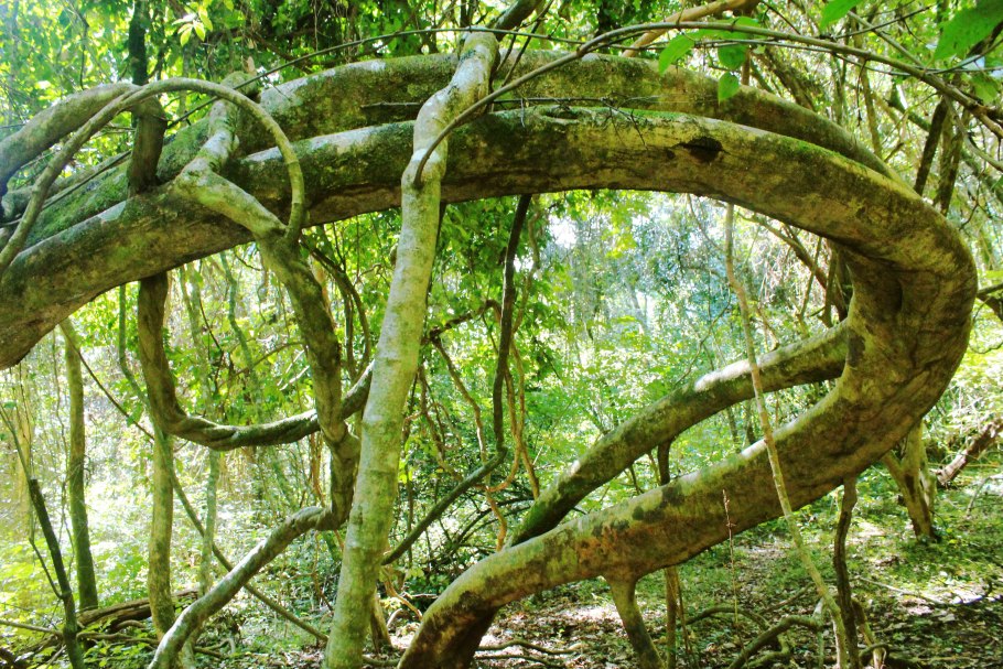 Ротанговая лиановидная Пальма