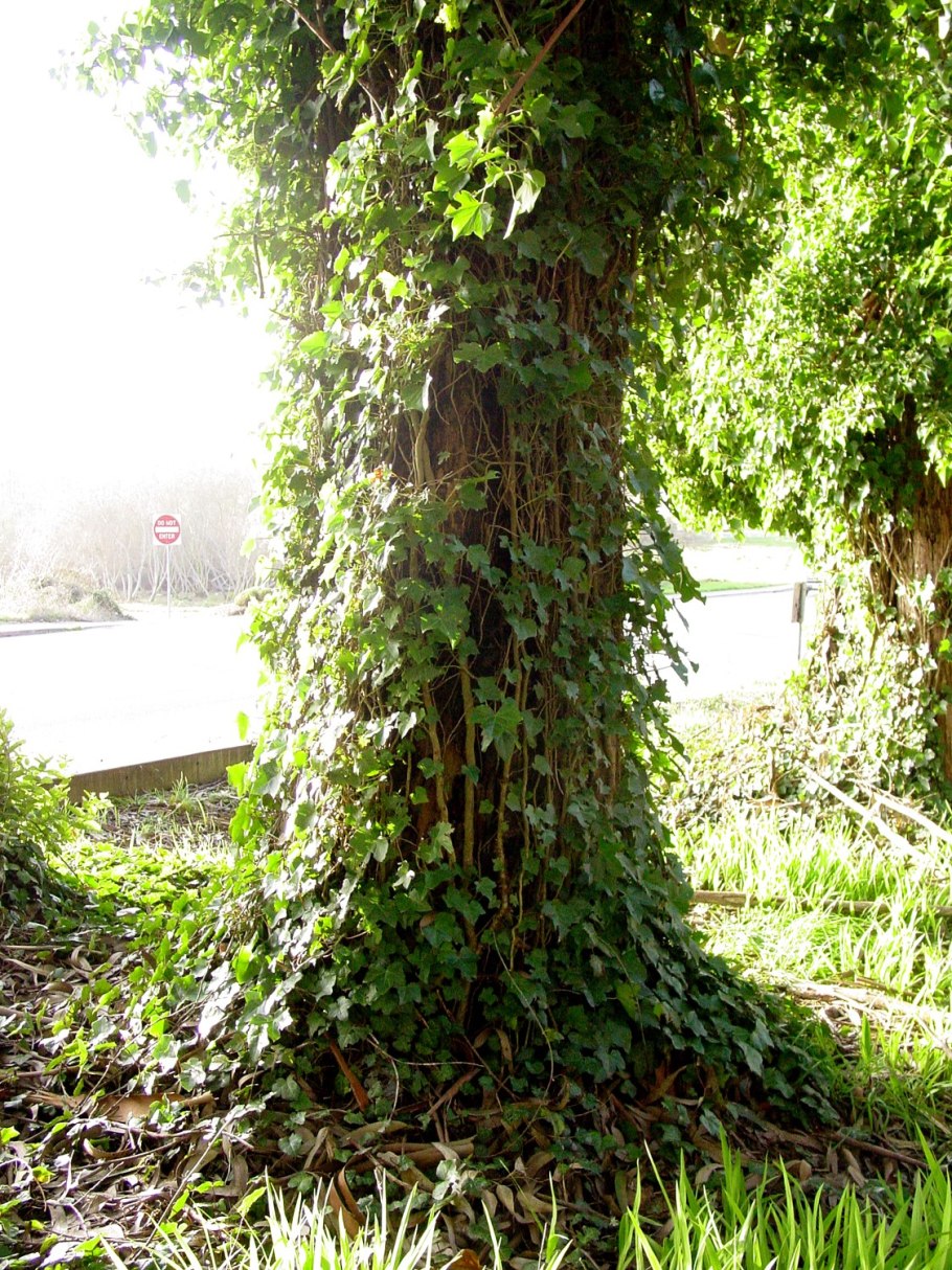 Плющ на дереве