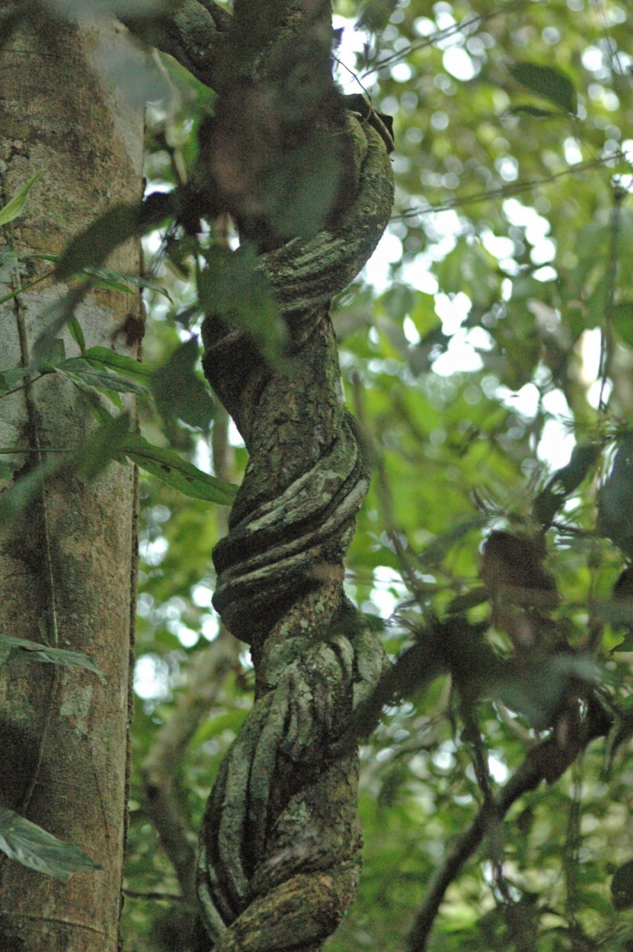 Лиана обвивает дерево