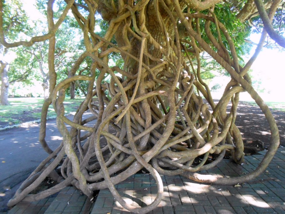 Стебель лианы