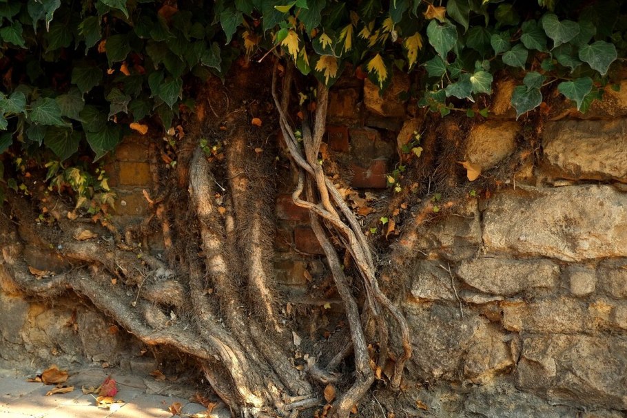 Плющ Лесной