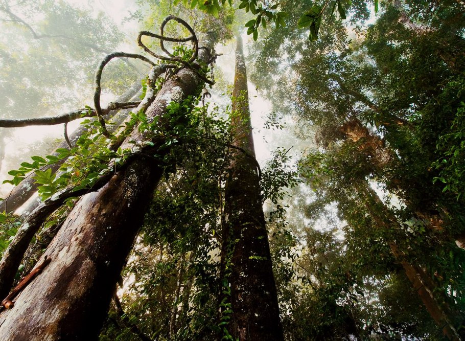 Сельва лианы