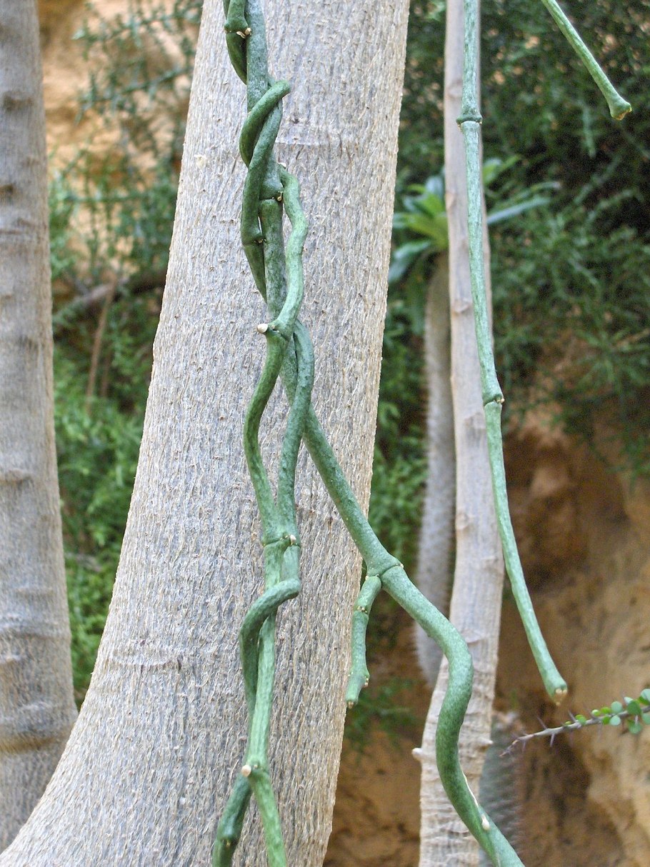 Лиана растение