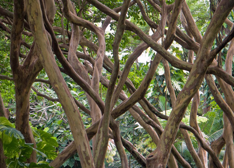 Переплетение веток