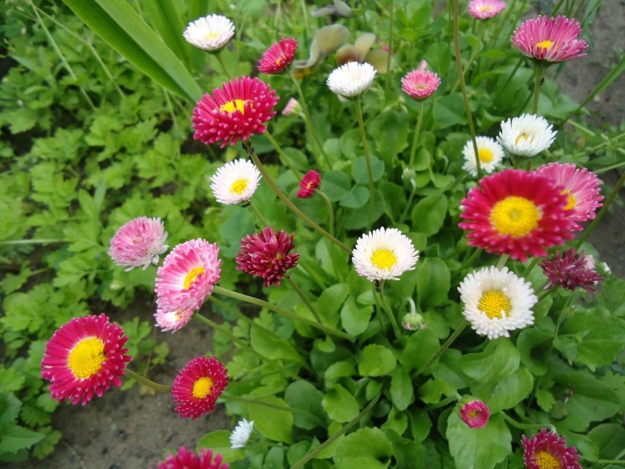 Маргаритка многолетняя Bellis perennis