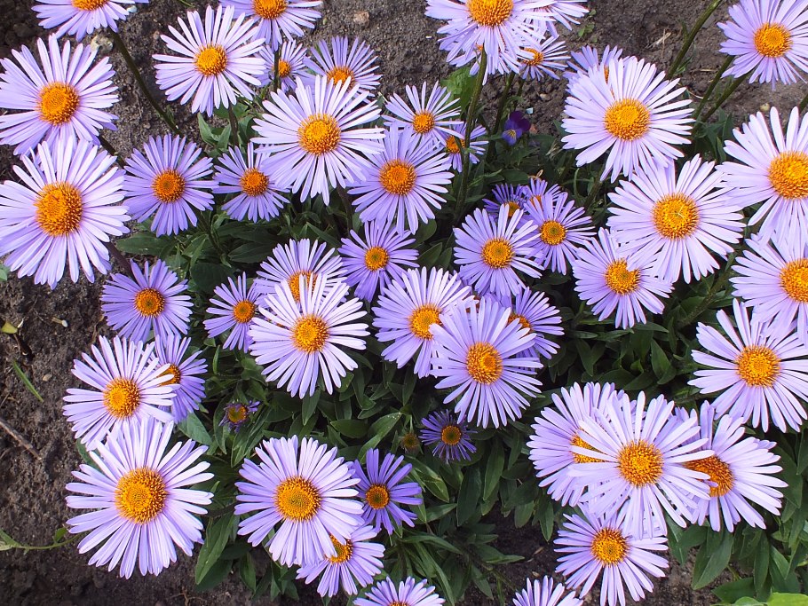 Маргаритка помпонная