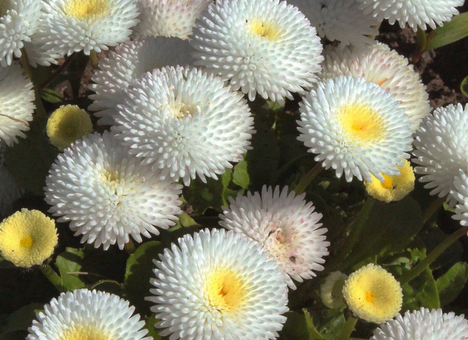 Маргаритка многолетняя Тассо