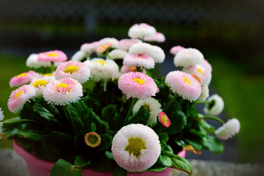 Маргаритка Этна