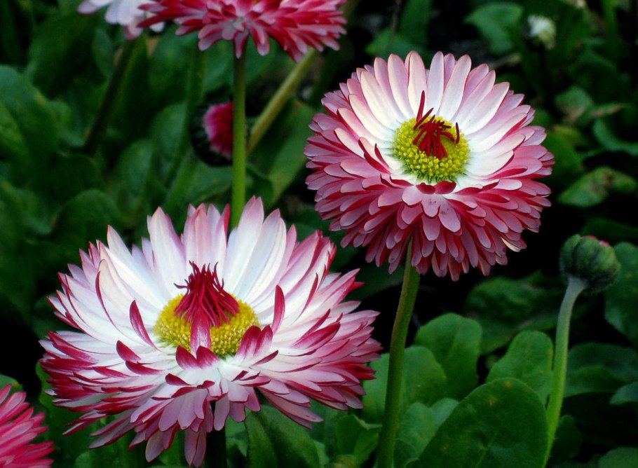 Маргаритка Bellis perennis Дикая