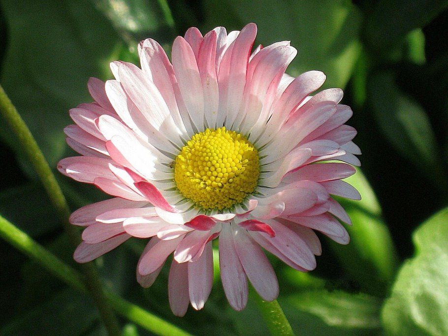 Маргаритка Bellis perennis