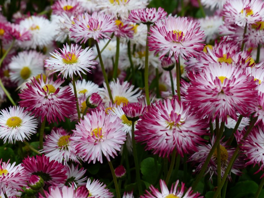 Маргаритка Bellis perennis