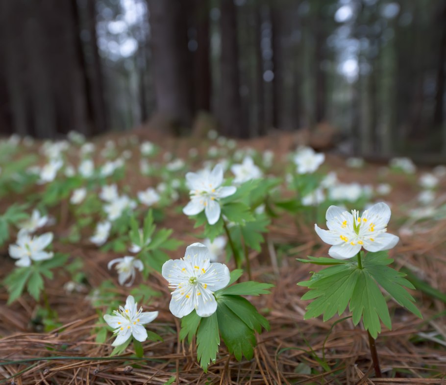 Нарцисс, ветреница, примула