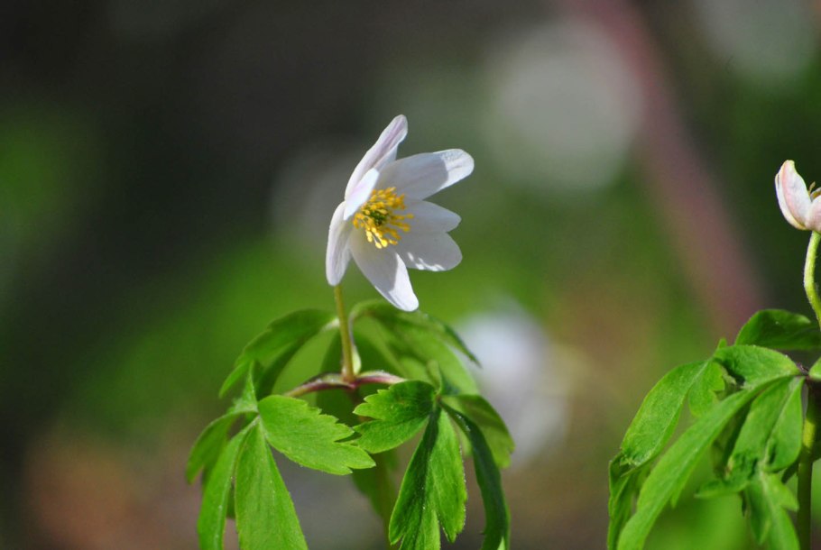 Ветреница Охотская