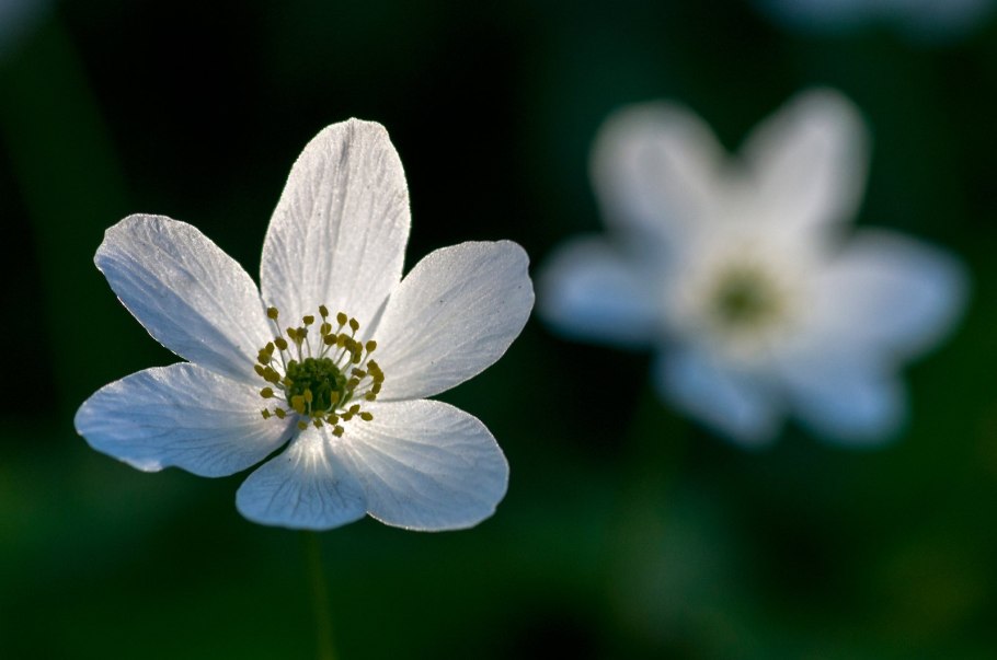 Ветреница Уральская