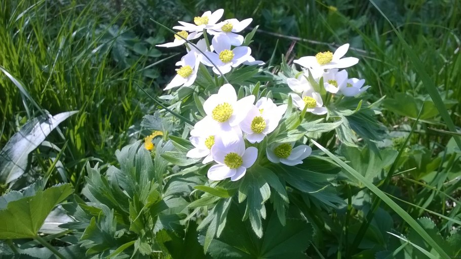 Ветреница лютиковая Дубравная