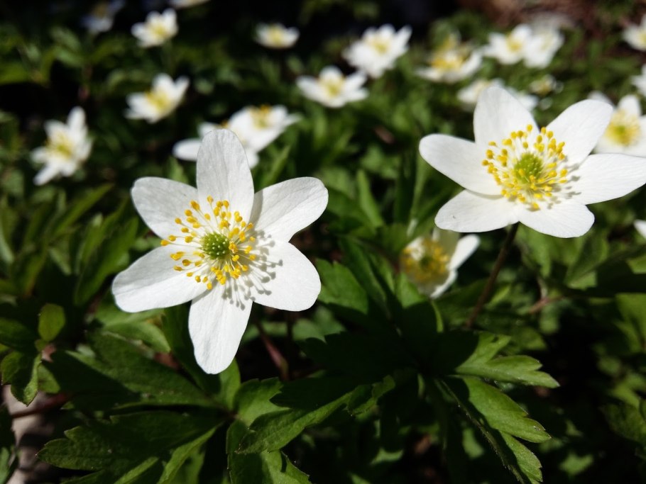 Ветреница Удская