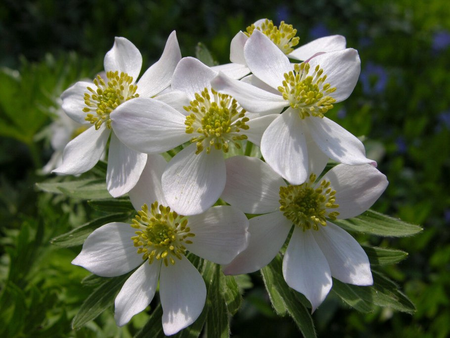 Топяная ветреница