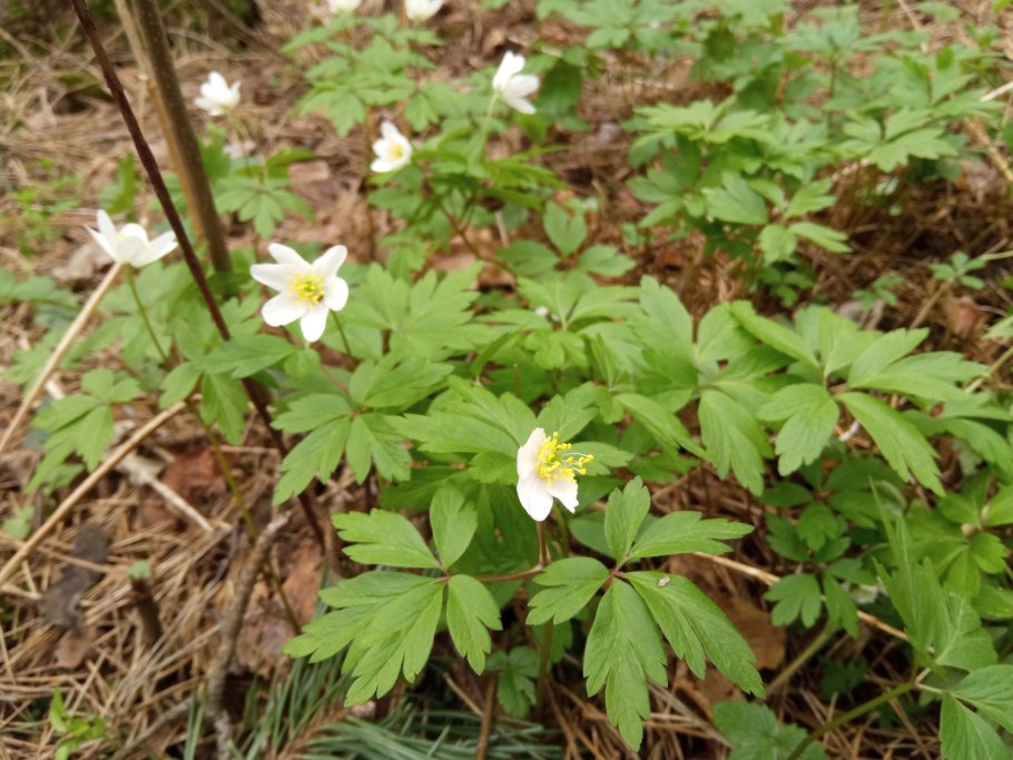 Ветреница Лесная голубая