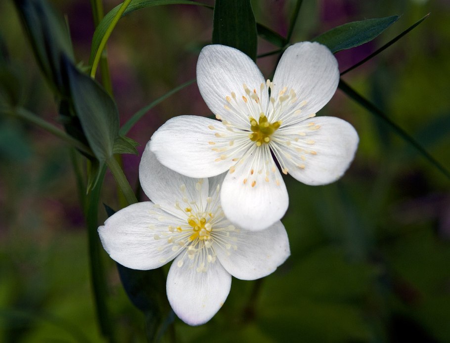 Ветреница Байкальская анемона
