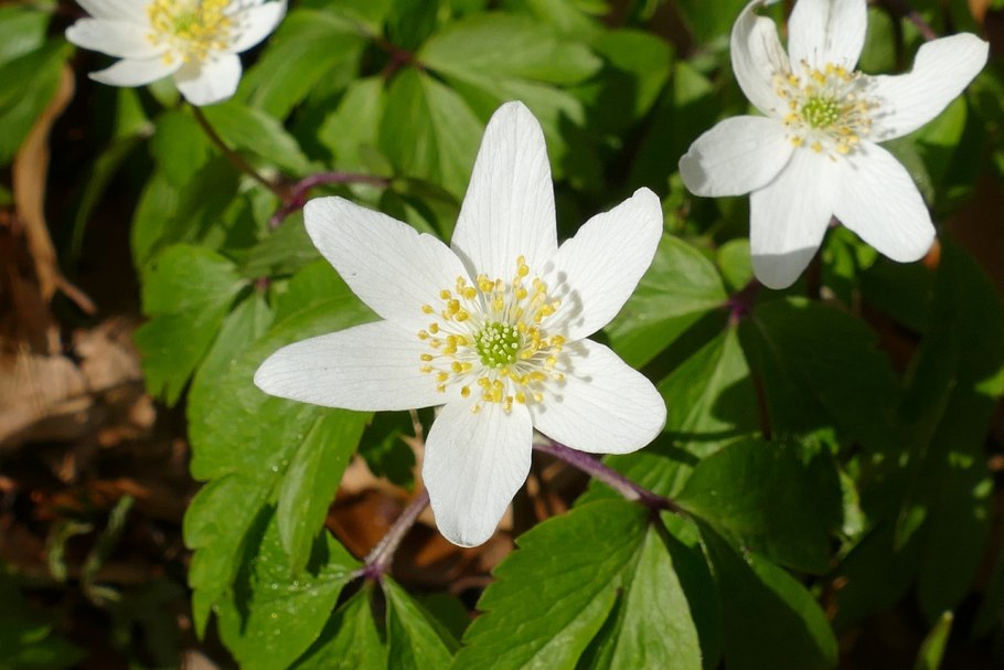 Весенник Сибирский