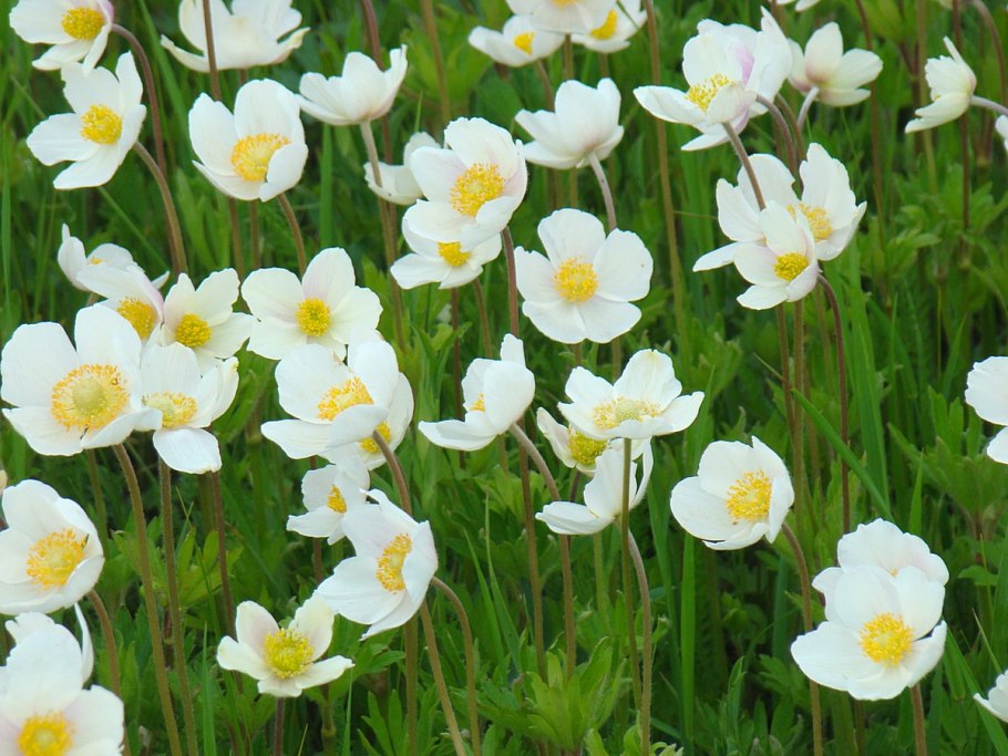 Ветреница Лесная