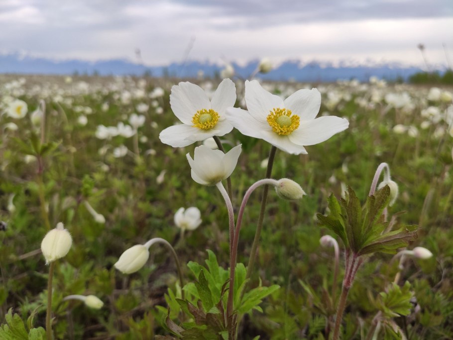 Белая перелеска или ветреница Дубравная