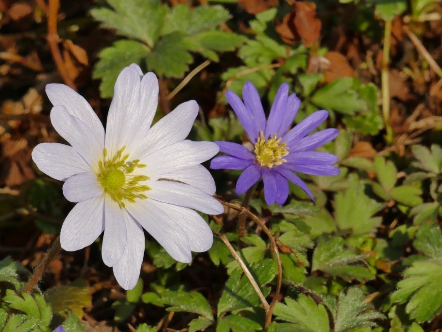 Ветреница Дубравная