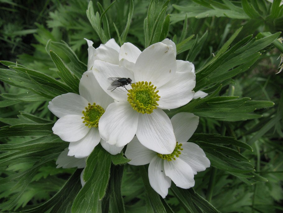 Анемона Кавказская