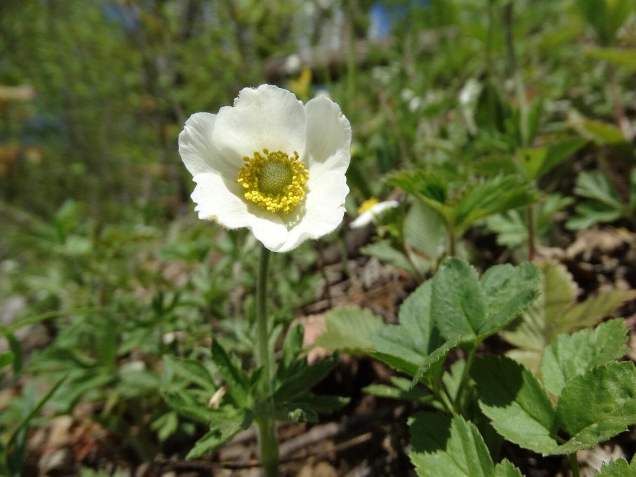 Анемон ветреница