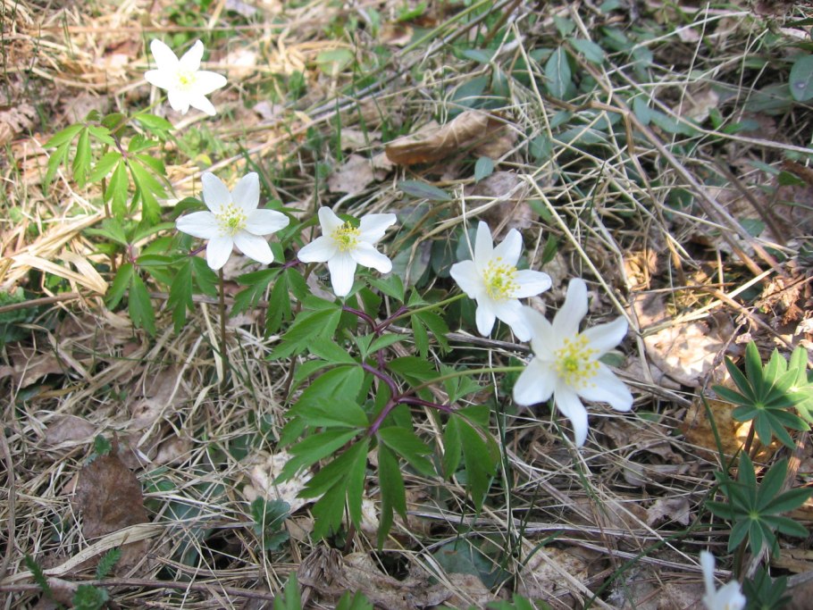 Весенник Сибирский