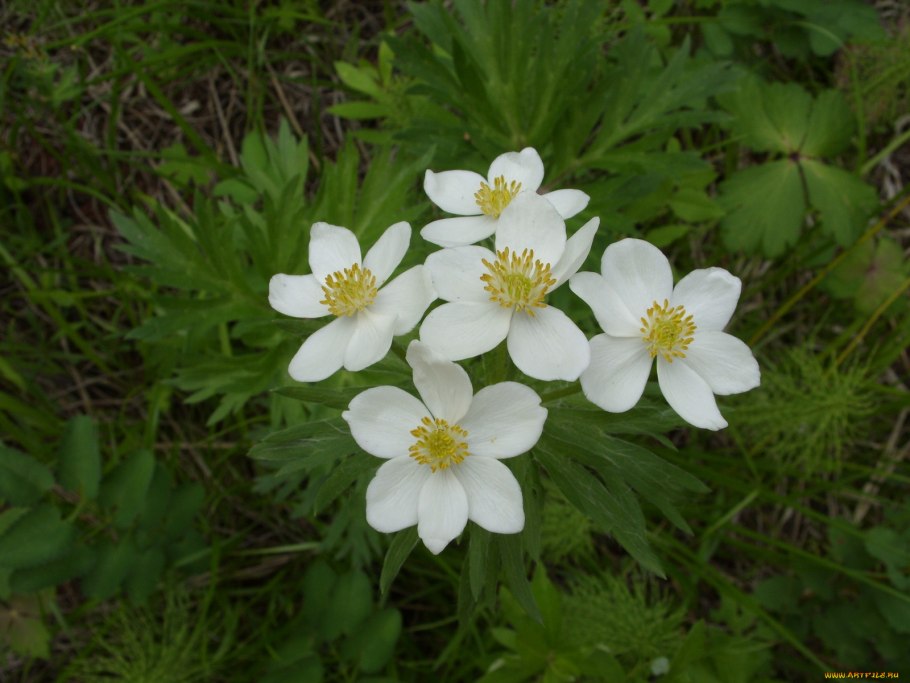 Ветреница Байкальская анемона