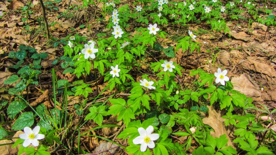 Ветреница пучковатая