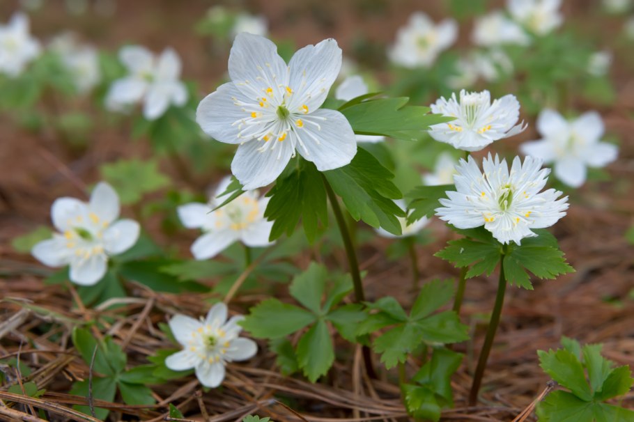 Ветреница Дубравная лист