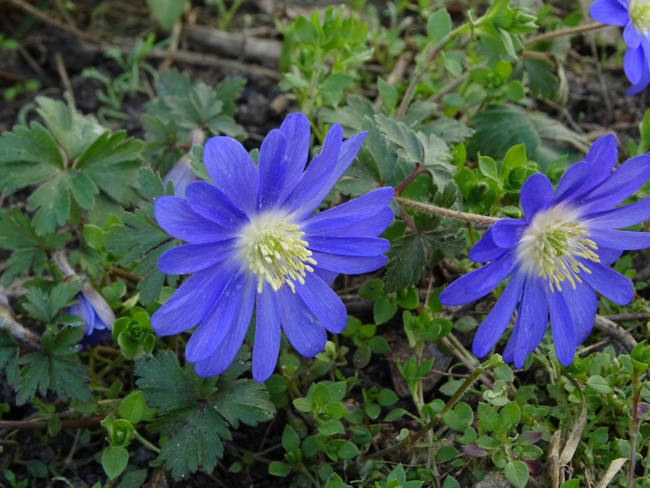 Печеночник обыкновенный цветок