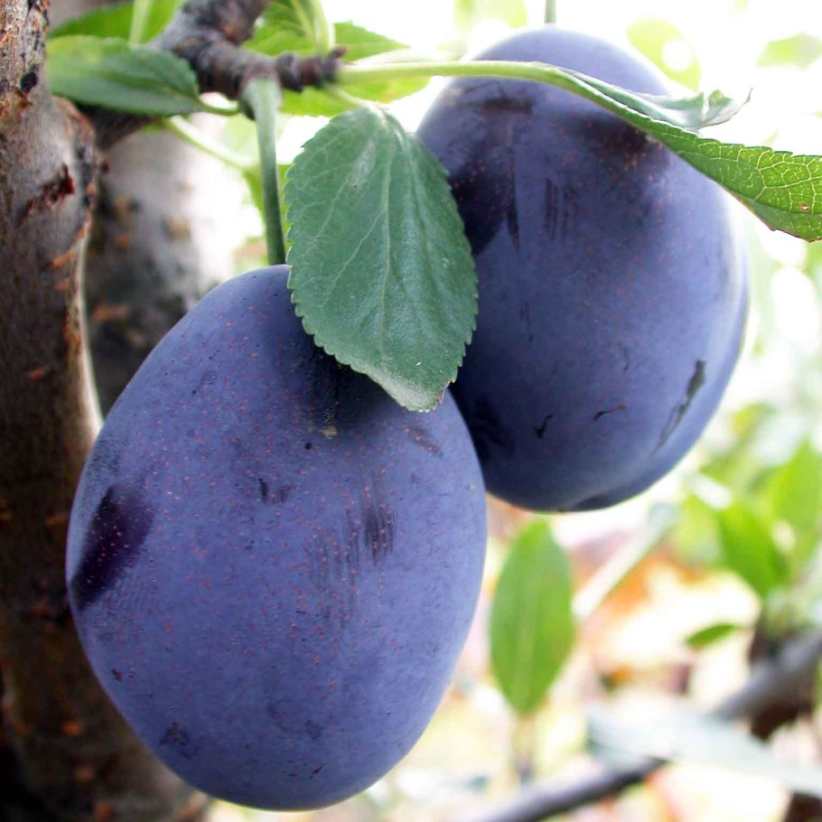 Сливы 18 картинки