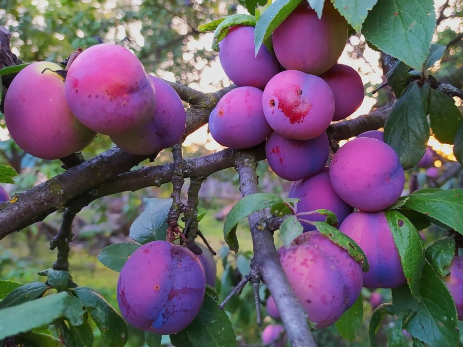 Сливы популярных