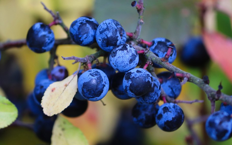 Слива колючая, Терн (лат. Prúnus spinósa)