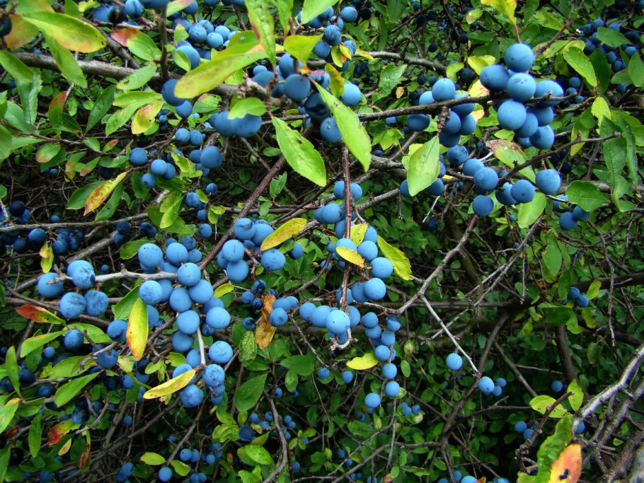 Терн (prunus spinosa)
