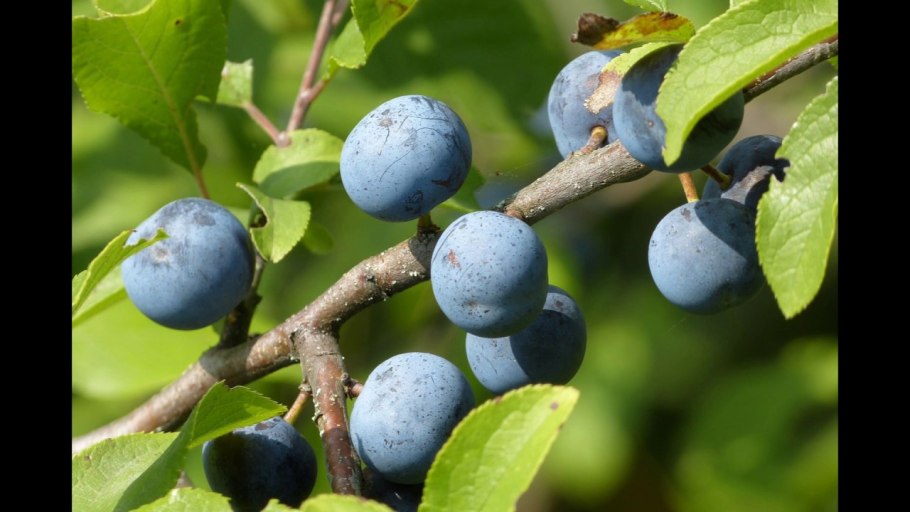 Сливы витамины и микроэлементы