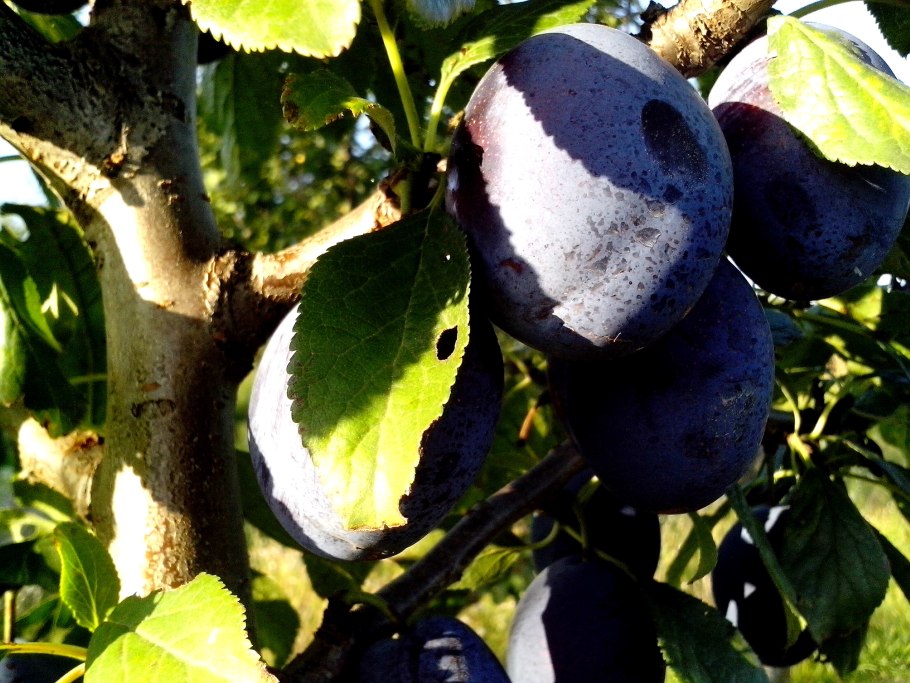 Слива фрукт