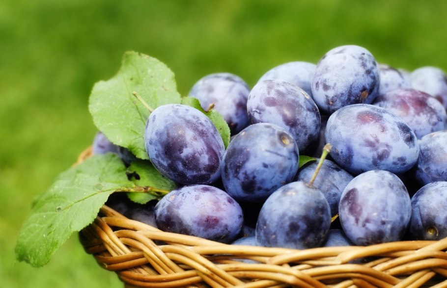 Слива венгерка