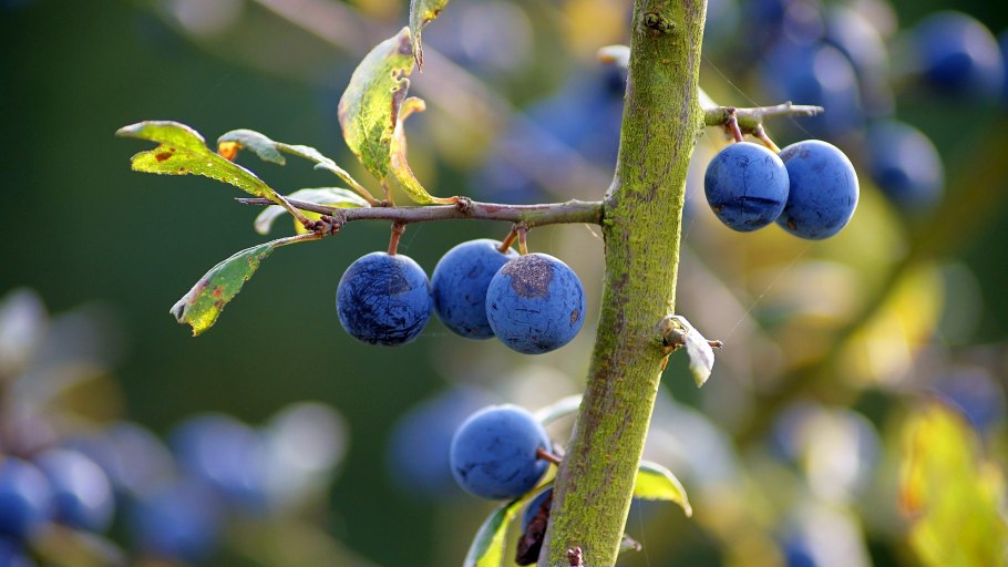Слива и беременность