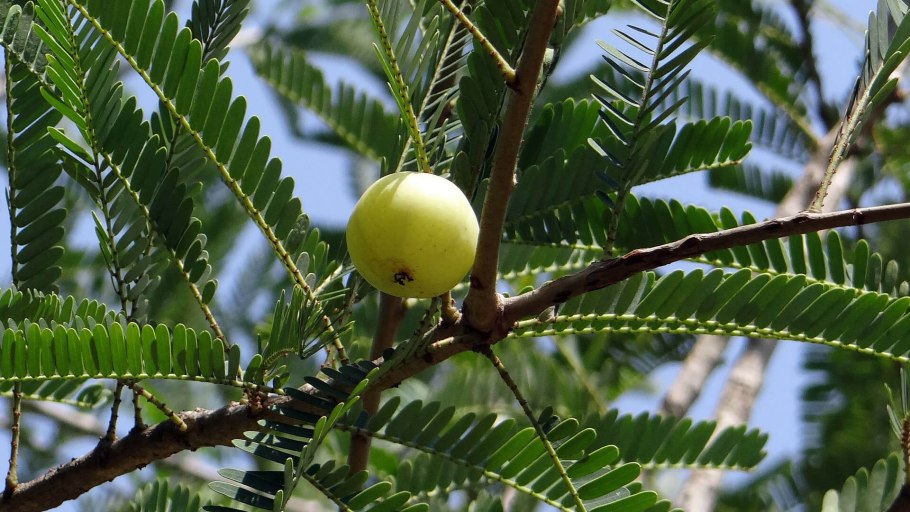 Индийский крыжовник (Emblica officinalis)