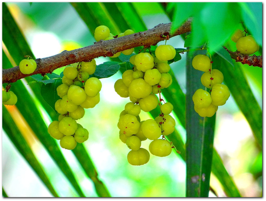 Дерево филлантус эмблика