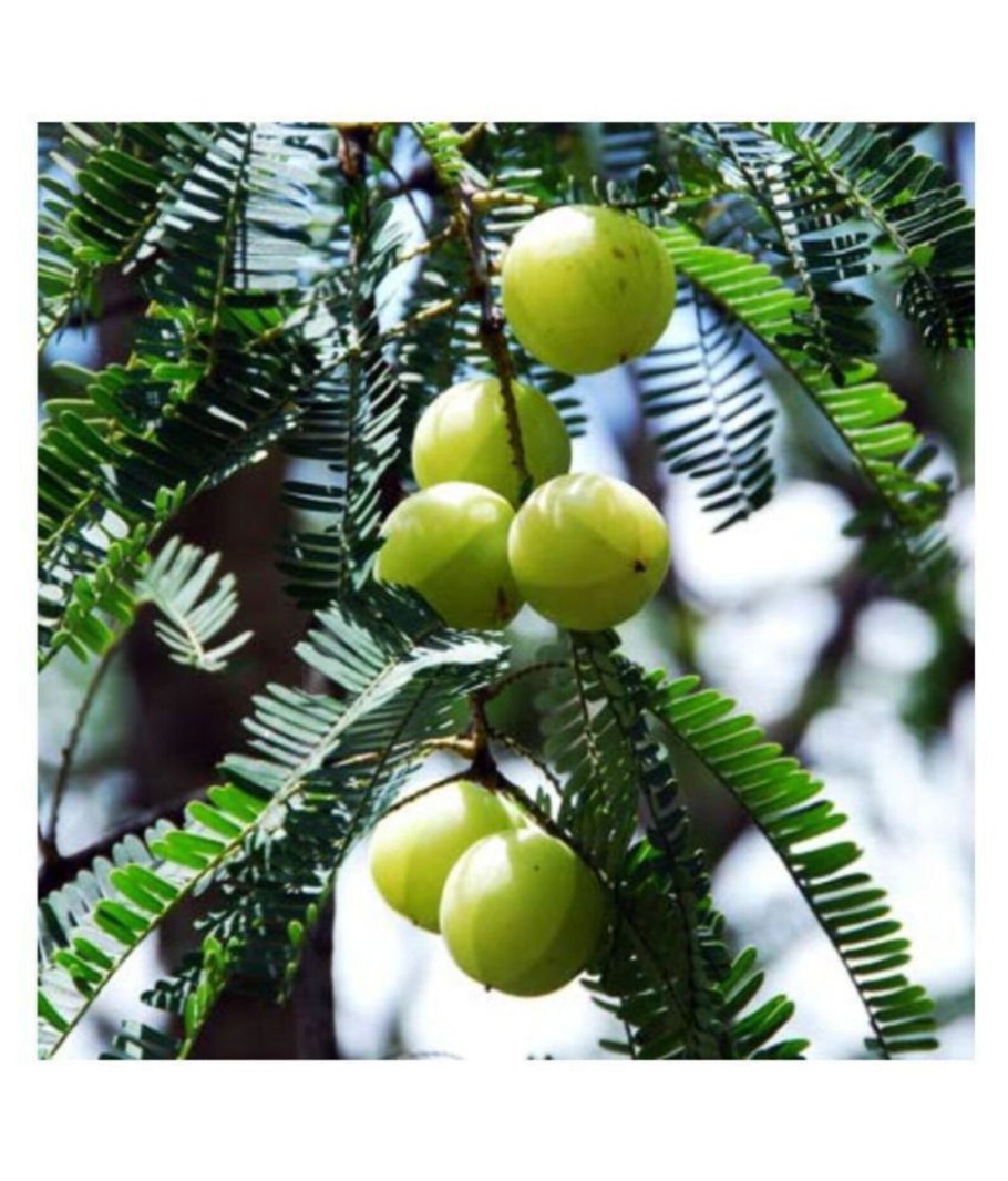 Индийский крыжовник Амла растение