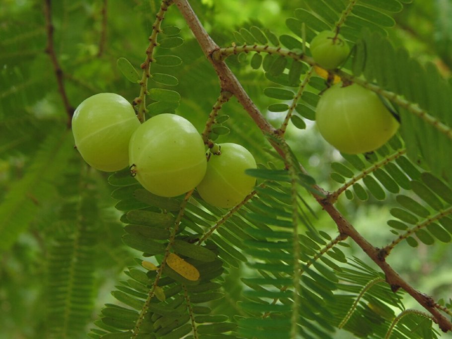 Индийская крыжовник (Amla)
