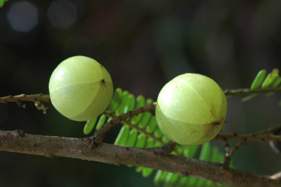 Vyaghryadi Шри Phyllanthus Emblica