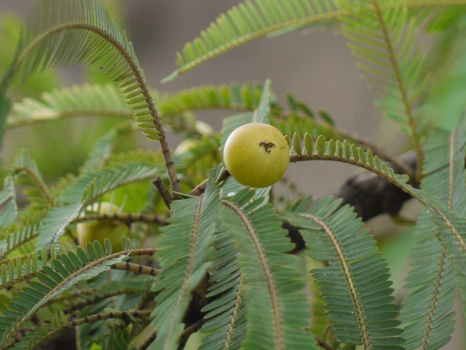 Индийская крыжовник (Amla)