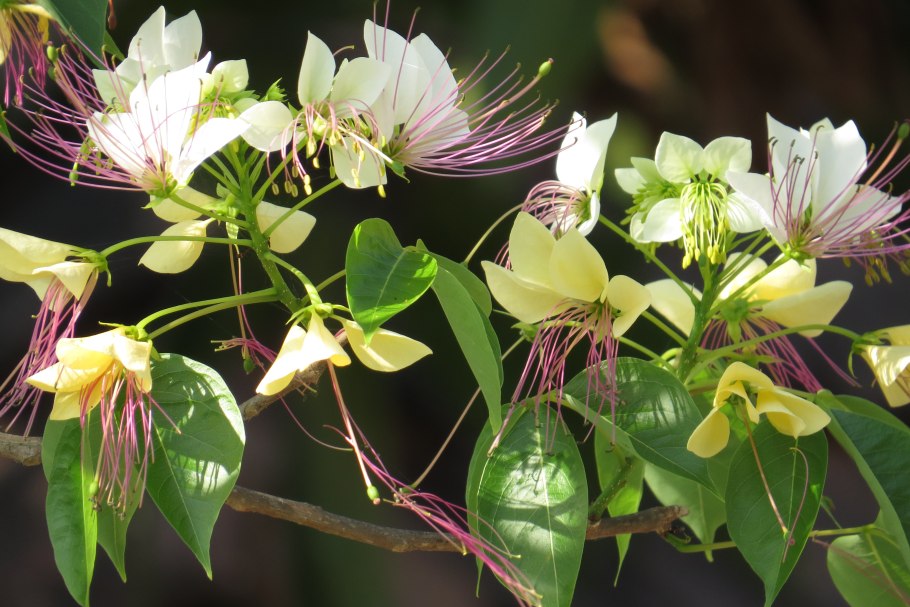 Магна цветок